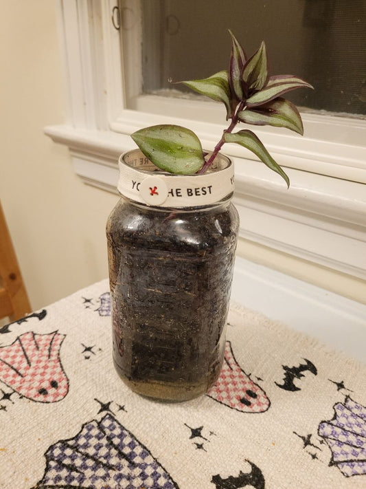 Plant