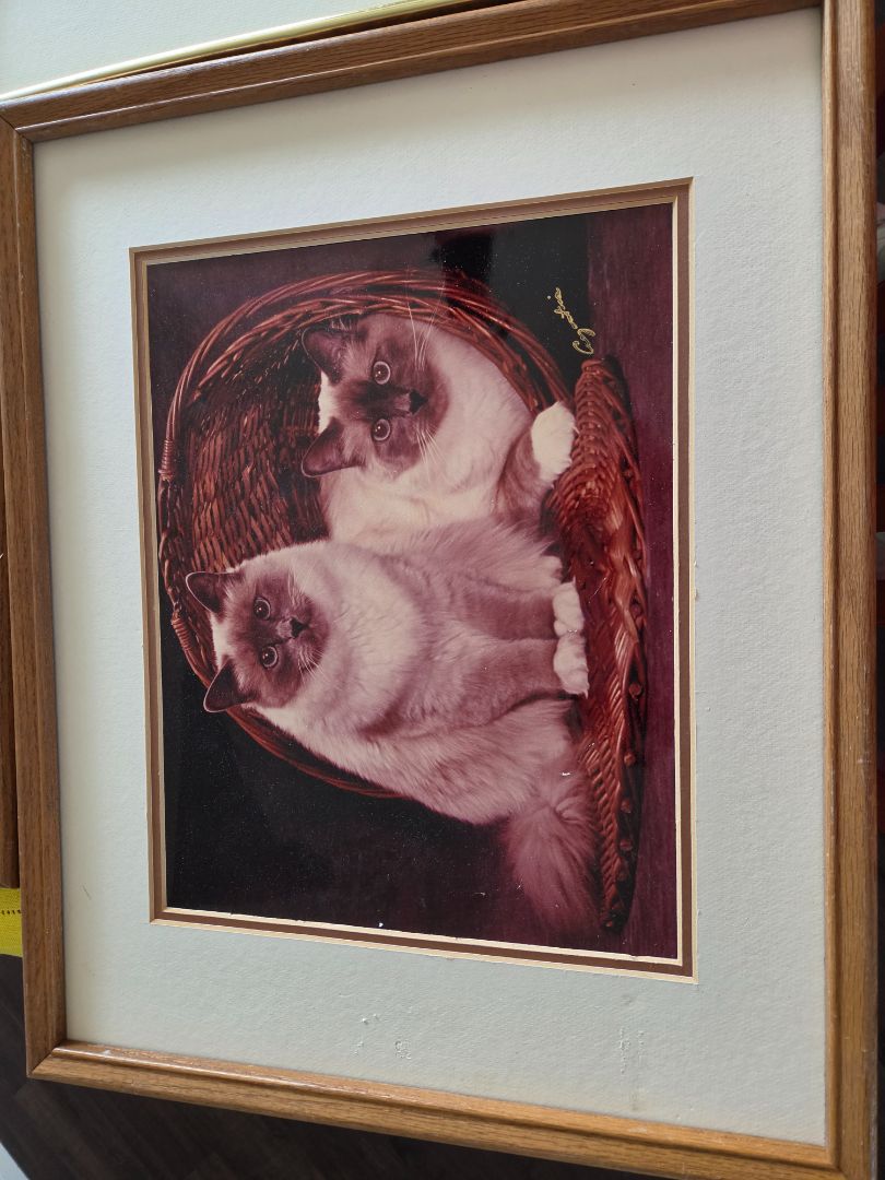 2 CAT PHOTO