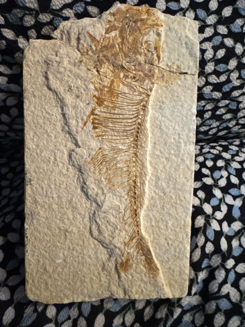 Fish Fossil