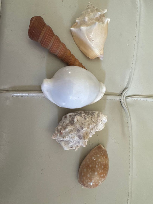 5 Sea Shells