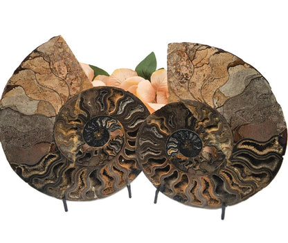 Ammonite with stand Stones
