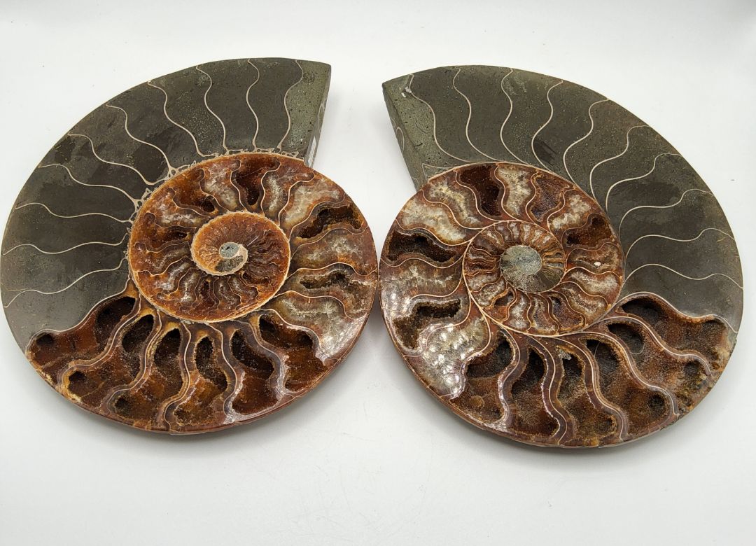 Ammonite without stand Stones