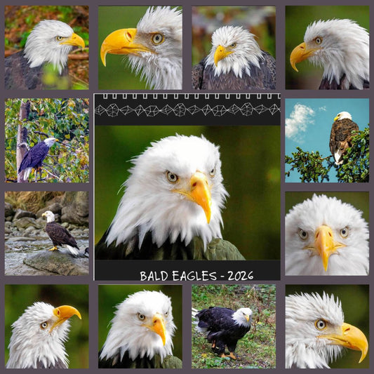Photo Bald Eagle- Wall Calendar 2026, 12 x 12