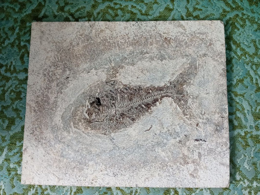 10.5" Fish Fossil Stone Slab