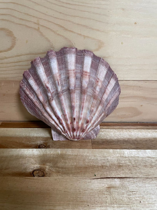 Lion's Paw Scallop Sea Shell