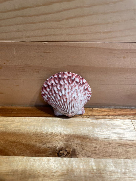 Atlantic Calico Scallop Sea Shell