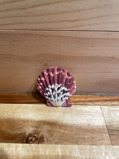 Pecten pallium Sea Shell