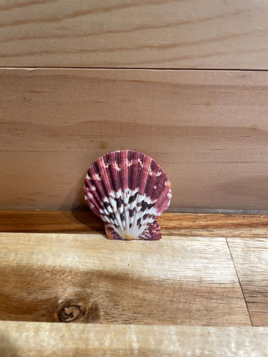 Pecten pallium Sea Shell