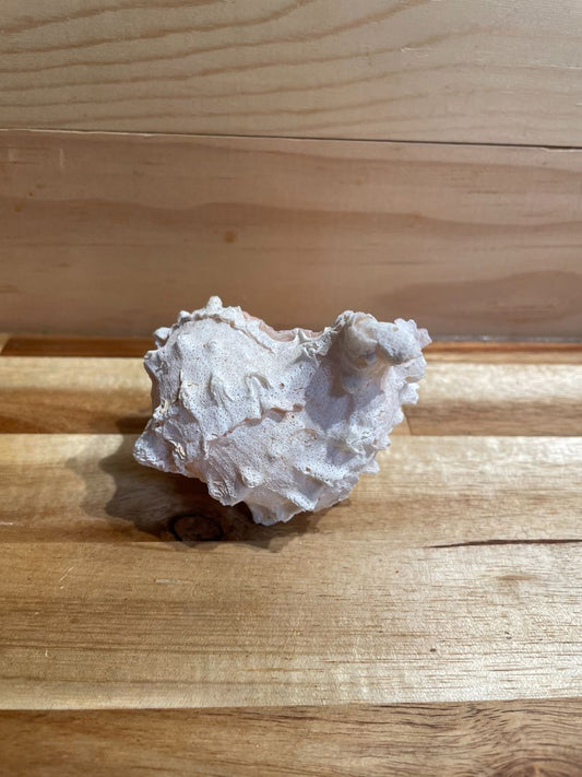 Pink Mouth Murex Sea Shell