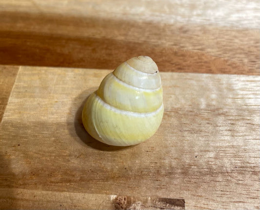 Yellow Snail Shell
