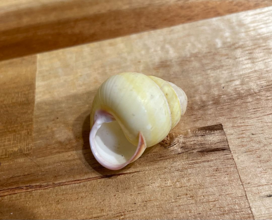 Yellow Snail Shell
