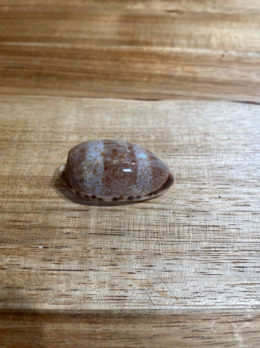 Macrocypraea Zebra Cowry Sea Shell