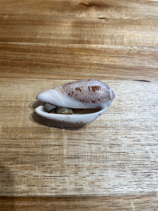 Angled Olive Sea Shell