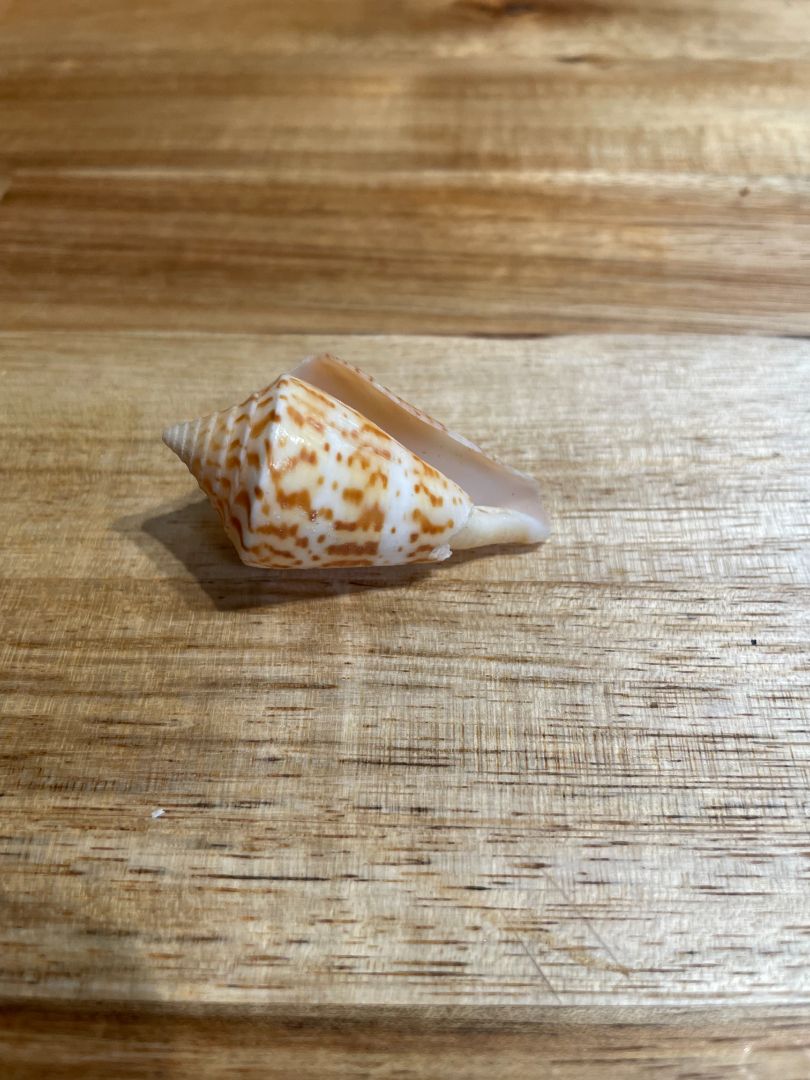 Tiled Cone Shell