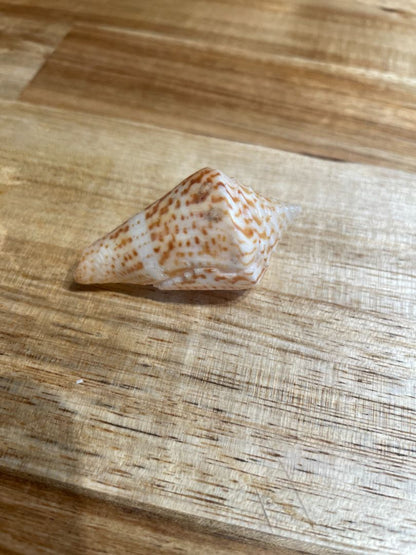 Tiled Cone Shell