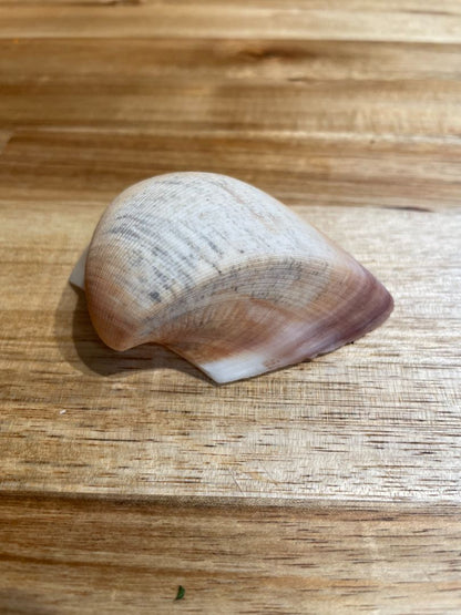 Cucullaea labiata Sea Shell