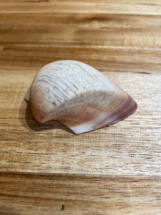 Cucullaea labiata Sea Shell