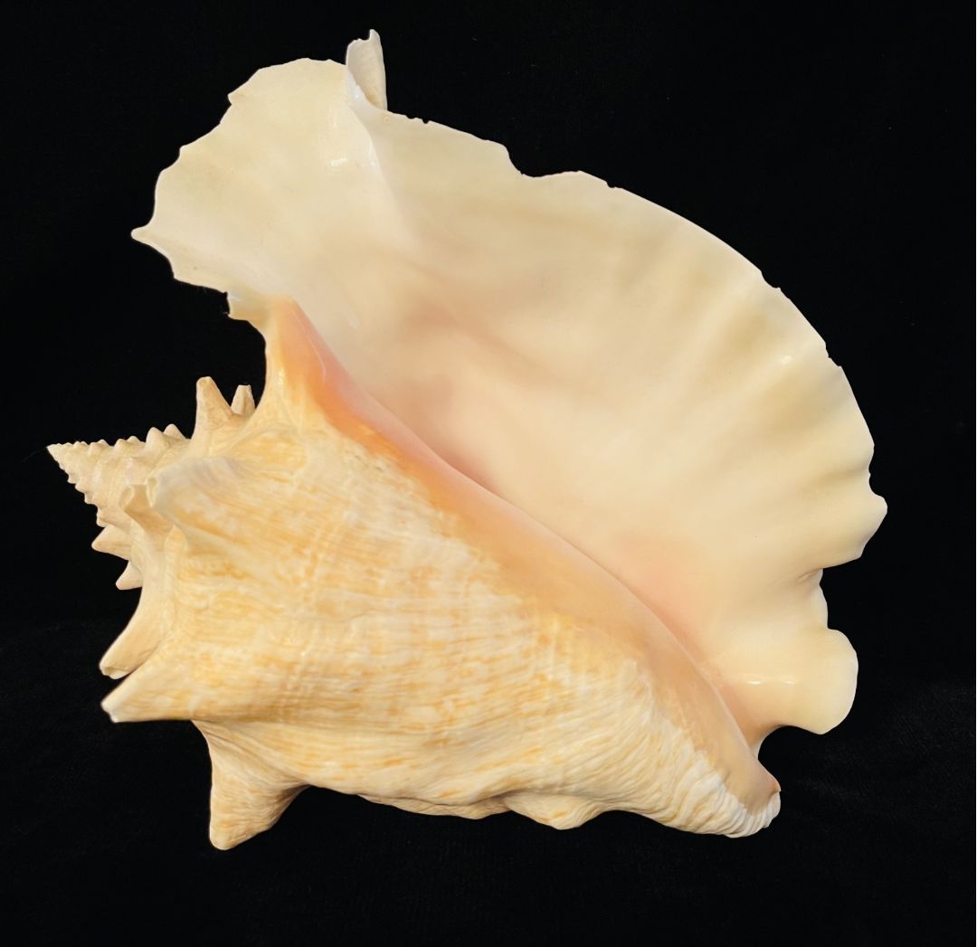 Nature 10 inch Conch Shell #1, 10 inch