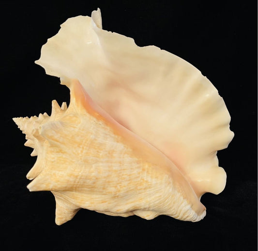 Nature 10 inch Conch Shell #1, 10 inch