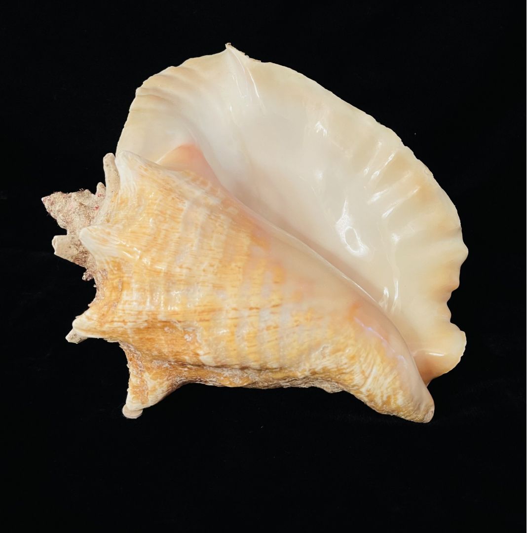 Nature 10 inch Conch Shell #2, 10 inch