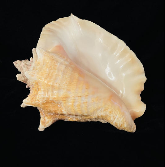 Nature 10 inch Conch Shell #2, 10 inch