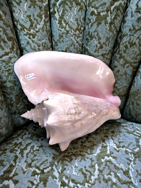 10" Conch Shell AS IS