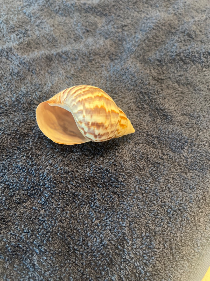 Snail shell