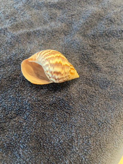 Snail shell