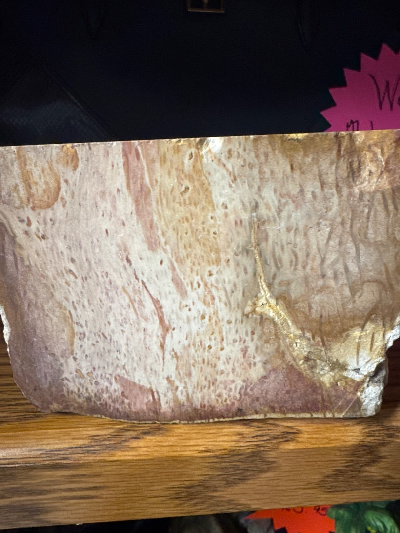 Chicos Petrified wood