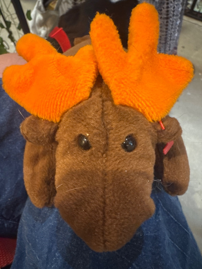 “Chocolate”-TY Moose Beanie Baby