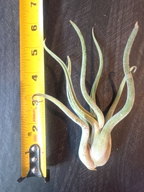 Medusae Air Plant - Velvet