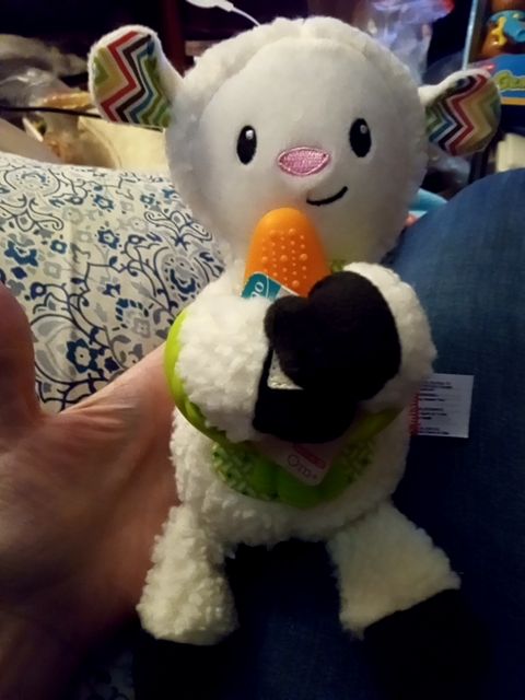 New infantino sheep