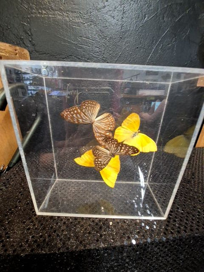 4 Butterflies; Brown & Yellow, in a Box, 7" × 7" × 3"