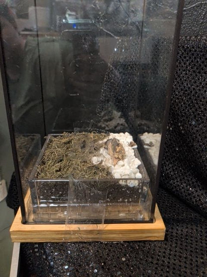 Small Terrarium