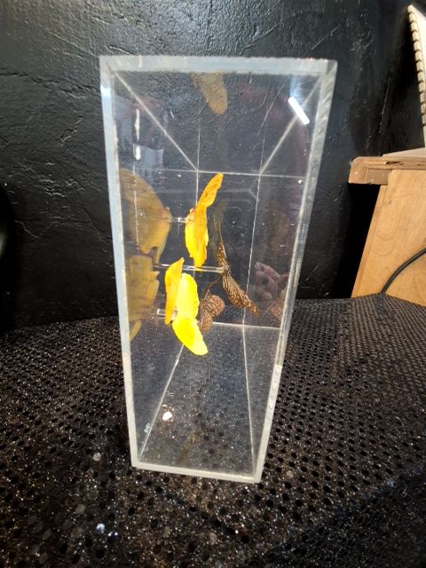 4 Butterflies; Brown & Yellow, in a Box, 7" × 7" × 3"