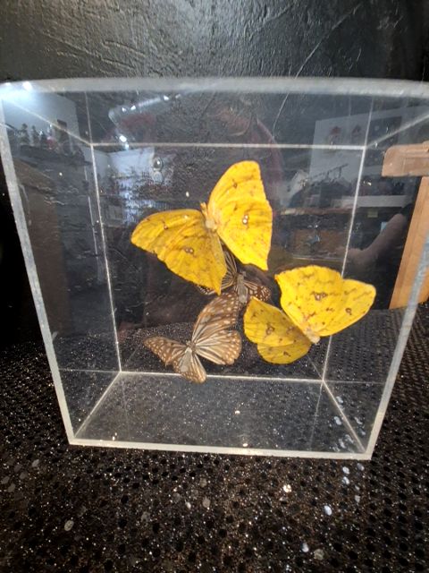 4 Butterflies; Brown & Yellow, in a Box, 7" × 7" × 3"