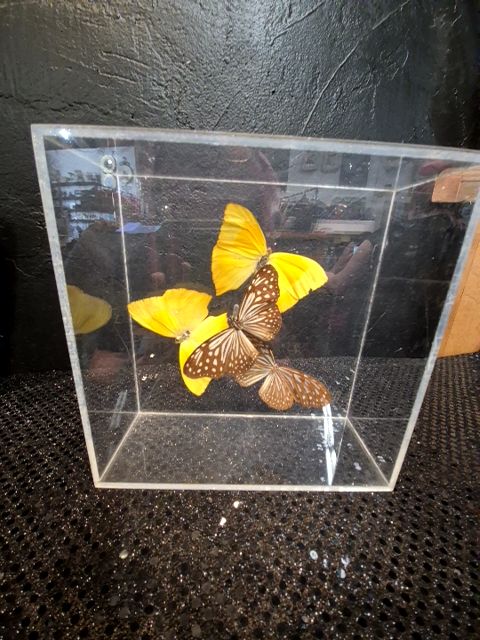 4 Butterflies; Brown & Yellow, in a Box, 7" × 7" × 3"