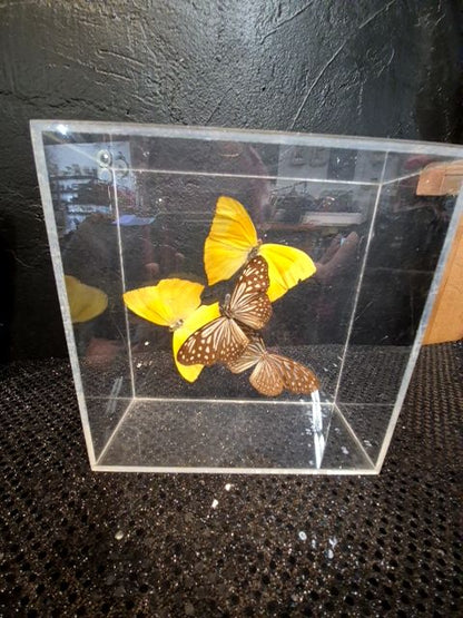 4 Butterflies; Brown & Yellow, in a Box, 7" × 7" × 3"