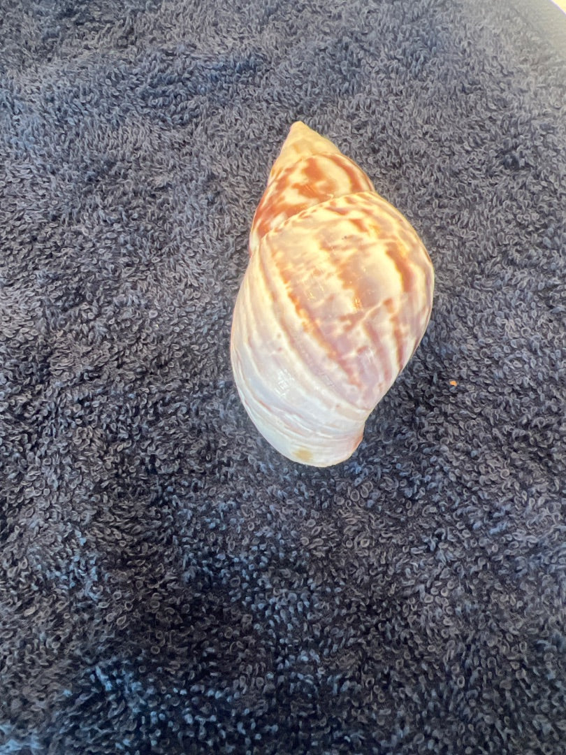 Snail shell