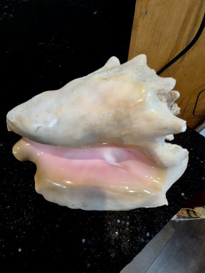 Conch Shell, 9.5"