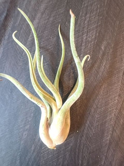 Medusae Air Plant - Velvet