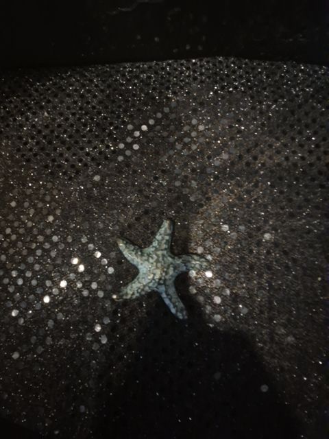 Metal Starfish, 2.25"