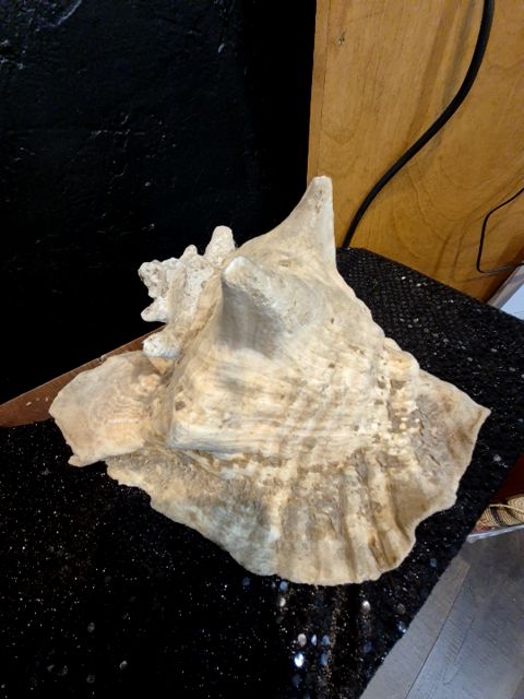 Conch Shell, 9.5"