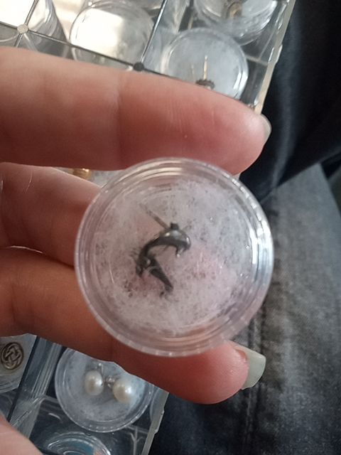Sterling silver dolphin stud earrings
