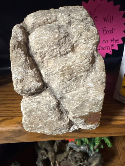 Chicos Petrified wood