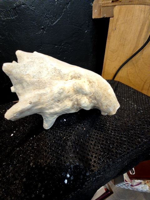 Conch Shell, 9.5"