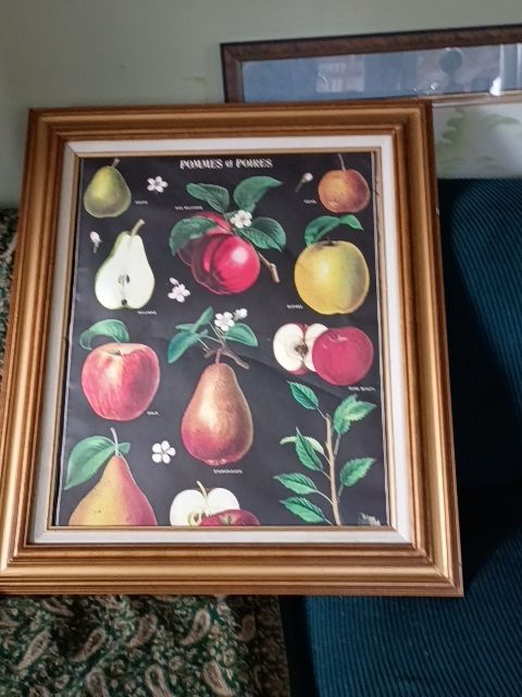 Large gold wood frame fruit print, 27.5" 30"