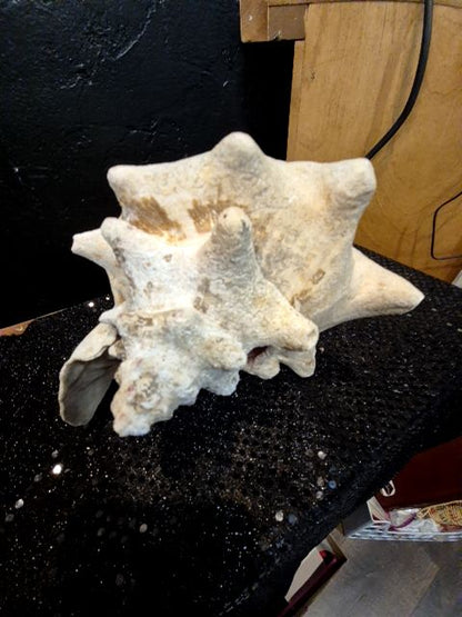 Conch Shell, 9.5"