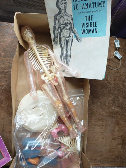 Visible Woman Model Kit