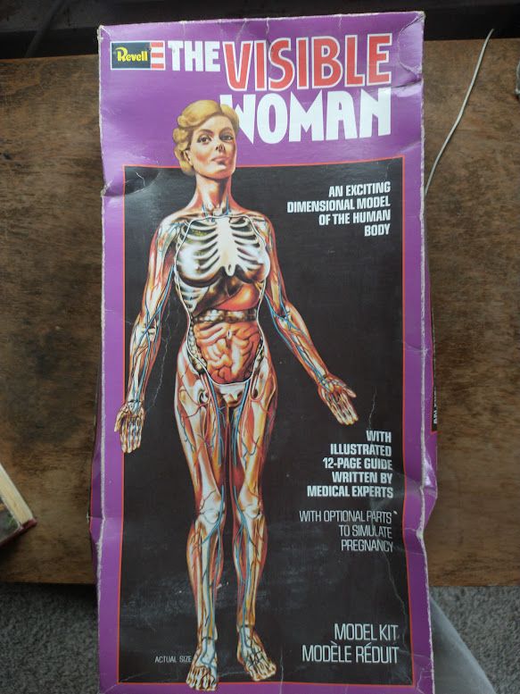 Visible Woman Model Kit